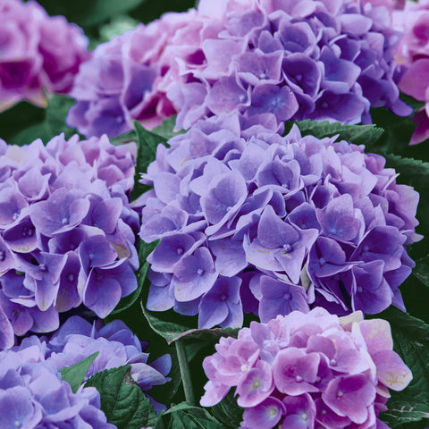 Paper Lunch Napkins, Lilac Hydrangea