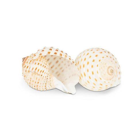 White Speckled Shell